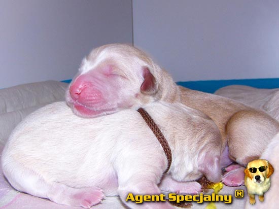 Golden Retriever - Agent Specjalny