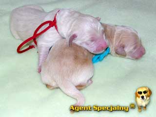 Szczeniak Golden Retriever - Agent Specjalny