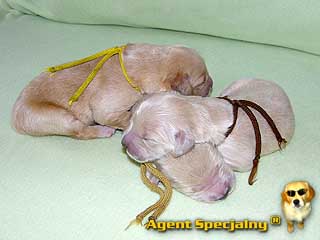 Szczeniak Golden Retriever - Agent Specjalny