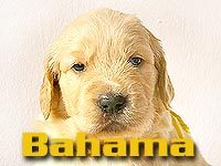 Szczeniak Golden Retriever - Agent Specjalny
