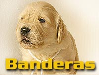 Szczeniak Golden Retriever - Agent Specjalny