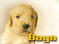 Szczeniak Golden Retriever - Agent Specjalny