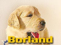 Szczeniak Golden Retriever - Agent Specjalny