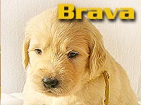 Szczeniak Golden Retriever - Agent Specjalny