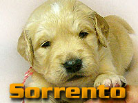Szczeniak Golden Retriever - Agent Specjalny