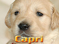 Szczeniak Golden Retriever - Agent Specjalny