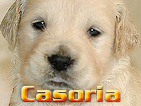 Szczeniak Golden Retriever - Agent Specjalny