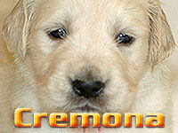Szczeniak Golden Retriever - Agent Specjalny