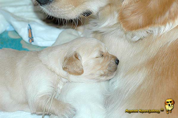 Szczeniak Golden Retriever - Agent Specjalny