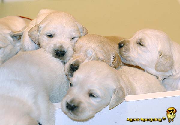 Szczeniak Golden Retriever - Agent Specjalny