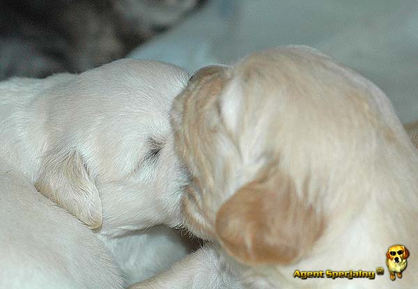 Szczeniak Golden Retriever - Agent Specjalny