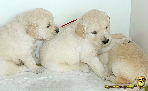 Szczeniak Golden Retriever - Agent Specjalny