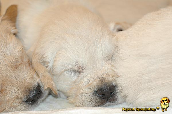 Szczeniak Golden Retriever - Agent Specjalny