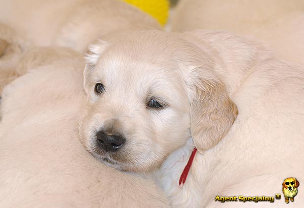 Szczeniak Golden Retriever - Agent Specjalny