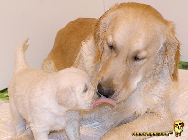 Szczeniak Golden Retriever - Agent Specjalny