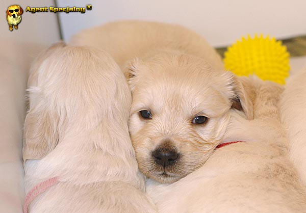 Szczeniak Golden Retriever - Agent Specjalny