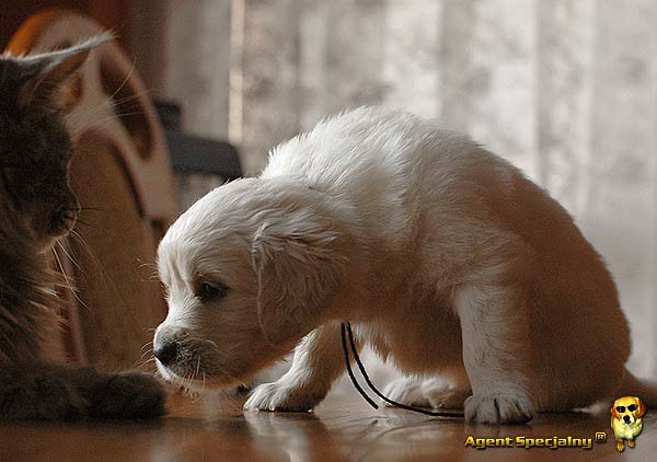 Szczeniak Golden Retriever - Agent Specjalny