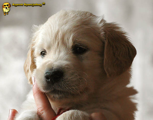 Szczeniak Golden Retriever - Agent Specjalny