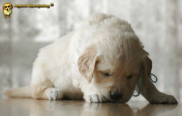 Szczeniak Golden Retriever - Agent Specjalny