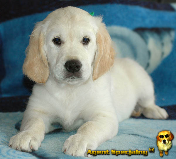 Szczeniak Golden Retriever - Agent Specjalny