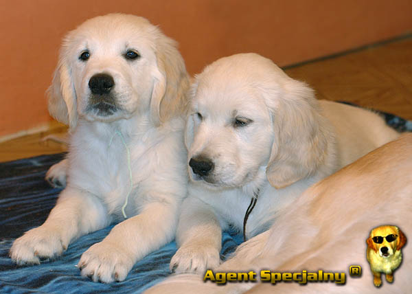 Szczeniak Golden Retriever - Agent Specjalny