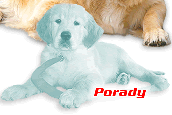 Psie porady z internetu.