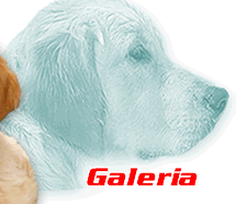 Galeria zdj��